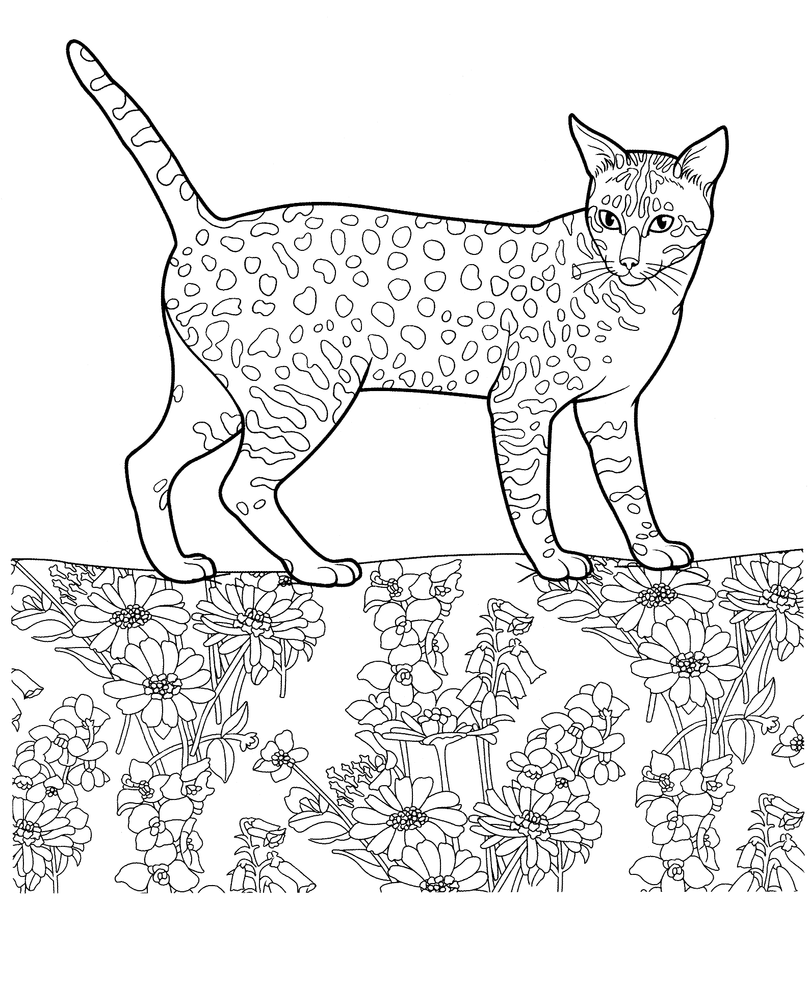planse desene de colorat pisica